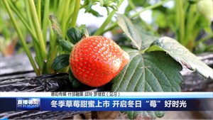 冬季草莓甜蜜上市 开启冬日“莓”好时光