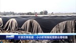 什邡方亭街道：小小折耳根拓宽群众增收路