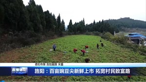 旌阳：百亩豌豆尖新鲜上市 拓宽村民致富路