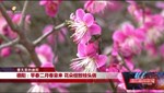 德阳：早春二月春意来 花朵绽放枝头俏