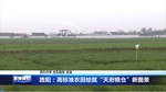 旌阳：高标准农田绘就“天府粮仓”新图景