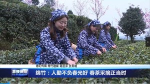 人勤不负春光好 春茶采摘正当时