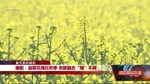 德阳：油菜花海狂欢季 农旅融合“嗨”不停