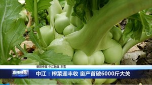 中江：榨菜迎丰收 亩产首破6000斤大关