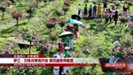 罗江：万株月季竞开放 繁花盛景待君赏