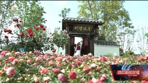 月季盛放三星湖 第四届德阳市花展邀您共赴春日之约