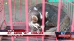 中江：鼬獾深夜“串门” 市民暖心救援