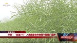 什邡：“邡油777”入选国家农作物骨干型推广品种